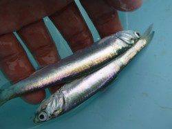 兵突ＲＴ　サビキの状況