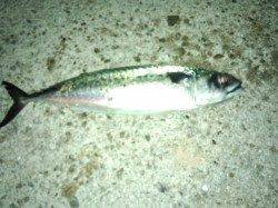 アジュール舞子に大サバが・・・・キタッ！！