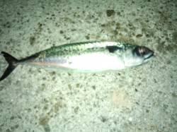 アジュール舞子に大サバが・・・・キタッ！！…