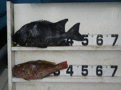 市江　ウニをエサにイシダイ49cm