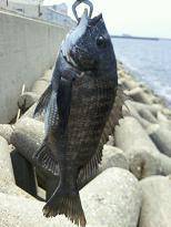 3回目で念願のチヌ