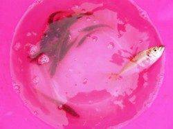 食コンリアル　アジ好釣キープ