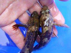 神戸各地RT 根魚とサビキ