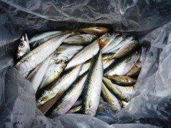 花市公園前で豆アジ♪　泉大津RT10日昼