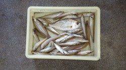 埴田漁港、アオイソメをエサに投げ釣り、キス・クロサギの釣果☆