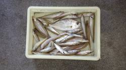 埴田漁港、アオイソメをエサに投げ釣り、キス…