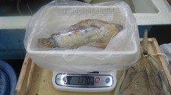 富田の地磯　ヤエンでアオリイカ1,170g