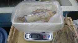 富田の地磯　ヤエンでアオリイカ1,170g…