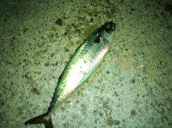 アジュール舞子に大サバが・・・・キタッ！！