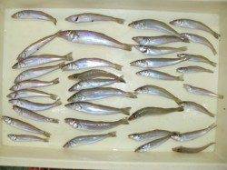 お手軽！ちょい投げでキス連発♪