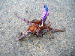 今日は際より沖!?　泉大津ＲＴ　21日あさ