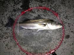 大阪南港で夜釣りのウキ釣り、セイゴ〜スズキ…