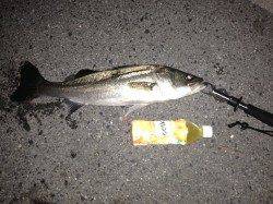 大阪南港でウキ釣り、ハネ3本ＧＥＴ！