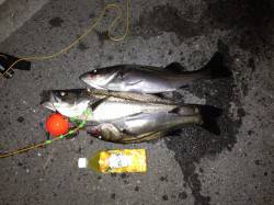 大阪南港でウキ釣り、ハネ3本ＧＥＴ！