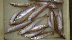 芳養漁港　キスの食い気があがってきました♪…