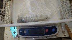 一本松でエギング、アオリの釣果