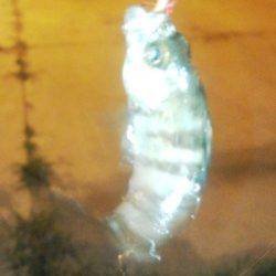 淡輪　アジングで豆アジ狙いもアジ・メバル各1尾