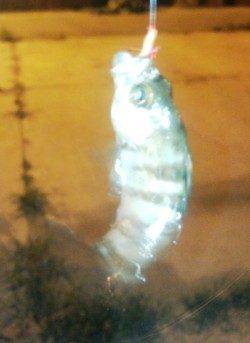 淡輪　アジングで豆アジ狙いもアジ・メバル各1尾