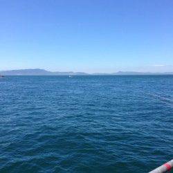 晴天のとっとパーク小島、カゴ釣りで良型のアイゴ♪