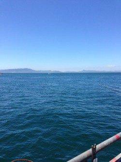 晴天のとっとパーク小島、カゴ釣りで良型のアイゴ♪