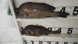 伊古木の波止にてコロダイをゲット！