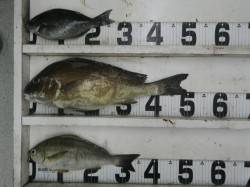 椿でコロダイ・イサギ・グレ！エサはボイルで…