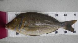 投げ釣りで立派なタマミ！白浜地磯