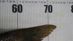 投げ釣りで立派なタマミ！白浜地磯