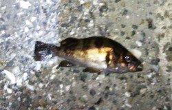 淡輪でアジ調査、釣れるのはもう少し先？