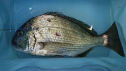 堺漁港　チヌ＆ヘダイの釣果