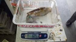 森の鼻　ヤエンでアオリイカ685g