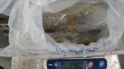 一本松でエギング、アオリイカ1.5kg