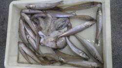 埴田漁港　キスの好釣果出てます☆