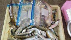 芳養漁港　サビキでマイワシ＆豆アジ50匹