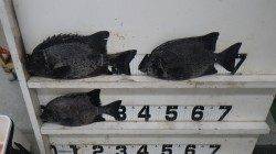 伊古木　ウニのエサでイシガキダイ36cm3匹