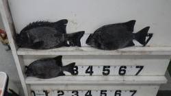 伊古木　ウニのエサでイシガキダイ36cm3…