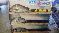 天神崎、フカセで自己記録更新の釣果☆