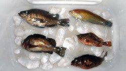 本荘人工島　探り釣りでメバル・ガシラ・ベラの釣果