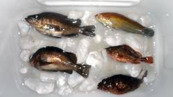 本荘人工島　探り釣りでメバル・ガシラ・ベラ…