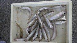 埴田漁港　キスの好釣果出てます☆