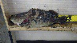 みなべ堺漁港、エギングでクエ？？