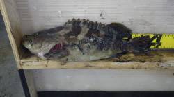 みなべ堺漁港、エギングでクエ？？