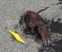 マリーナ海釣り公園、エギングでアオリ＆コウイカＧＥＴ！