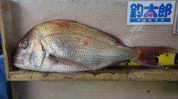 堺漁港　フカセでマダイ58cm