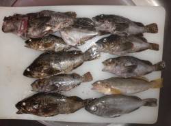 本荘人口島　穴釣りでメバル・アイナメ・ベラ…