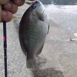 伊根 ライトタックルの五目釣りでガシラ・アジなど