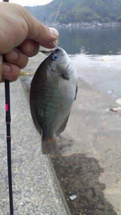 伊根 ライトタックルの五目釣りでガシラ・アジなど