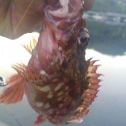 伊根 ライトタックルの五目釣りでガシラ・アジなど