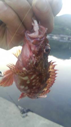 伊根　ライトタックルの五目釣りでガシラ・ア…