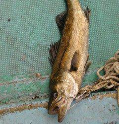 雨上がりの旧の赤灯台で ハネ48センチ